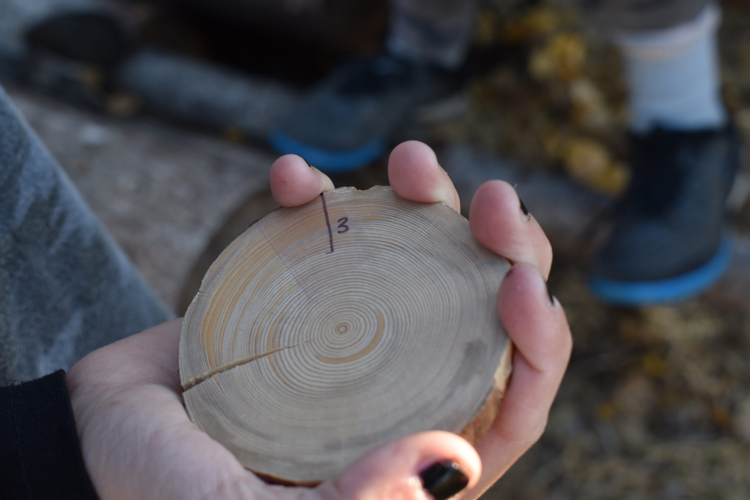 A tree round in NWT